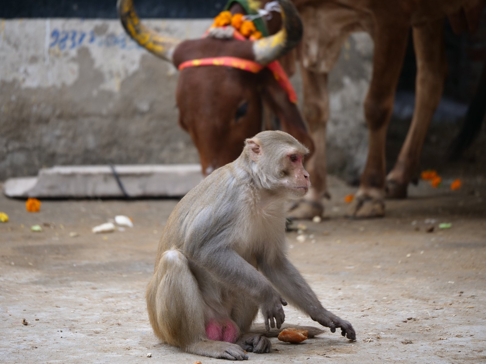  86 Gopashtami Radha kunda Govardhan 19.11.04